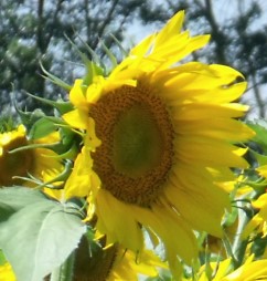 Sunflower